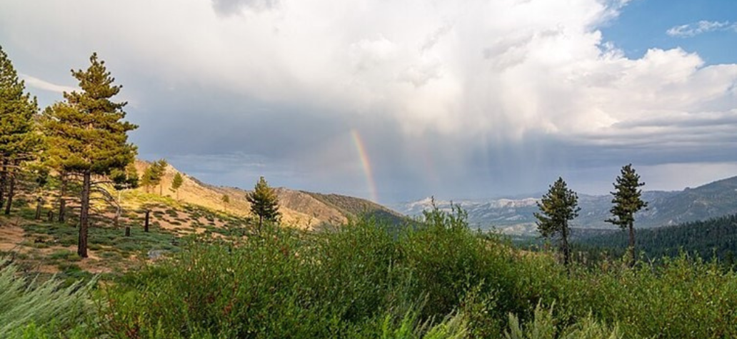 Photo of Sequia National Forest